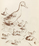 Make Way for Ducklings Book